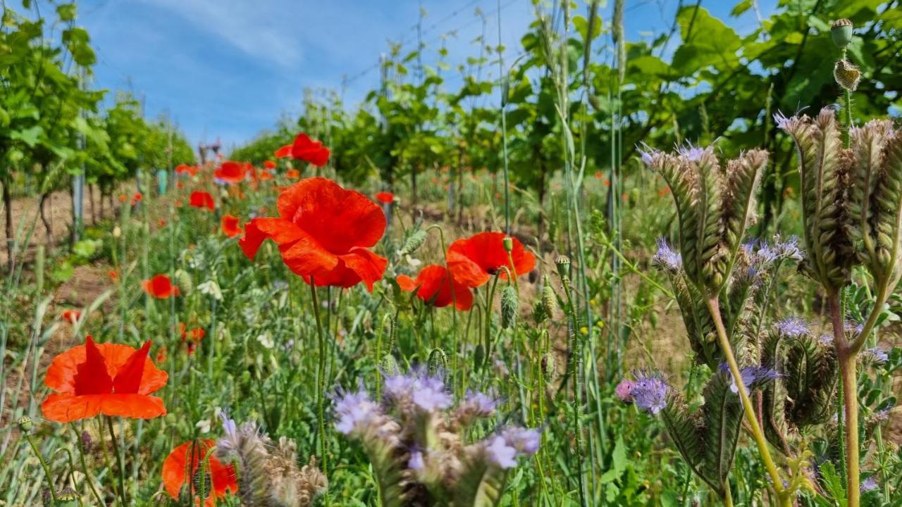 Pension Vinarstvi Klucov Εξωτερικό φωτογραφία